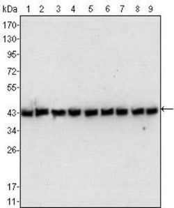 beta-Actin Antibody (8H10D10) - Azide and BSA Free, Novus Biologicals 0.1 mL | Buy Online | Novus Biologicals | Fisher Scientific