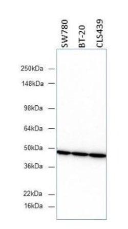beta-Actin Antibody (8H10D10) - Azide and BSA Free, Novus Biologicals 0.1 mL | Buy Online | Novus Biologicals | Fisher Scientific