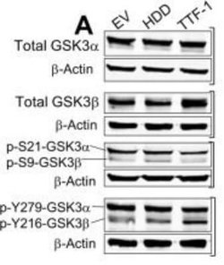 beta-Actin Antibody (8H10D10) - Azide and BSA Free, Novus Biologicals 0.1 mL | Buy Online | Novus Biologicals | Fisher Scientific