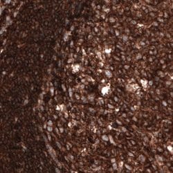 beta-Actin Antibody (CL3868), Novus Biologicals 25 &mu;L; Unconjugated:Antikörper