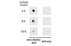 beta-Alanine Antibody, Novus Biologicals 100 &mu;g | Buy Online | Novus Biologicals | Fisher Scientific