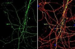 beta-Alanine Antibody, Novus Biologicals 100 &mu;g | Buy Online | Novus Biologicals | Fisher Scientific