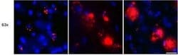 beta Amyloid Antibody (MOAB-2) - Azide and BSA Free, Novus Biologicals