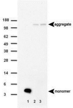 beta Amyloid Antibody (MOAB-2) - Azide and BSA Free, Novus Biologicals