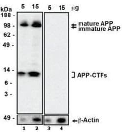 beta Amyloid Antibody (MOAB-2) - Azide and BSA Free, Novus Biologicals