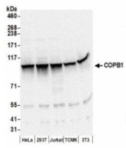beta COP Antibody, Novus Biologicals 100 &mu;g; Unconjugated:Antibodies,