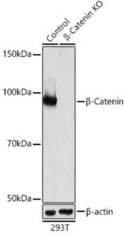 beta-Catenin Rabbit anti-Human, Mouse, Rat, Clone: 9L6X0, Novus Biologicals 100 &mu;g | Buy Online | Novus Biologicals | Fisher Scientific