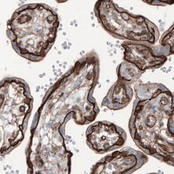 beta-Catenin Antibody (CL3691), Novus Biologicals 100&mu;L:Antibodies,