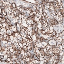 beta-Catenin Antibody (CL3691), Novus Biologicals 100&mu;L:Antibodies,
