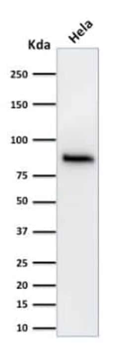 beta-Catenin Antibody (15B8), Novus Biologicals 20&mu;g; Unlabeled:Antibodies,