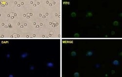 beta-Catenin Antibody (1C9), Novus Biologicals 0.1 mg | Buy Online | Novus Biologicals | Fisher Scientific