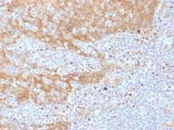 beta-Catenin Antibody (CTNNB1/1508) - Azide and BSA Free, Novus Biologicals 100 &mu;g | Buy Online | Novus Biologicals | Fisher Scientific