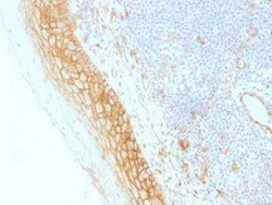 beta-Catenin Antibody (CTNNB1/1509) - Azide and BSA Free, Novus Biologicals:Antibodies:Primary