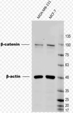 beta-Catenin Antibody (CTNNB1/1509) - Azide and BSA Free, Novus Biologicals:Antibodies:Primary