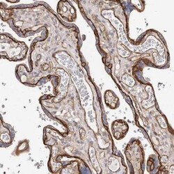 beta-Catenin Antibody, Novus Biologicals 0.1 mL | Buy Online | Novus Biologicals | Fisher Scientific