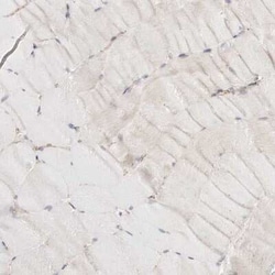 beta-Catenin Antibody, Novus Biologicals 0.1 mL | Buy Online | Novus Biologicals | Fisher Scientific