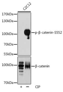 beta-Catenin, p Ser552 Antibody - BSA Free, Novus Biologicals 100 &mu;g;