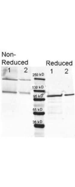 beta Galactosidase Antibody, FITC, Novus Biologicals 1000 &mu;g; FITC:Antibodies,
