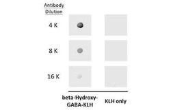beta-Hydroxy-GABA Antibody, Novus Biologicals 100 &mu;g | Buy Online | Bio-Techne | Fisher Scientific