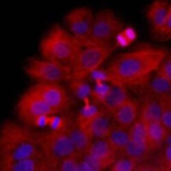 Mouse anti-beta II Tubulin B, Clone: 5B2, Novus Biologicals 100&mu;L; Unlabeled:Antibodies,