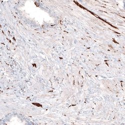 beta-III Tubulin Antibody (CL5814), Novus Biologicals 25 &mu;L:Antibodies,