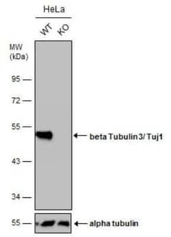 beta-III Tubulin Antibody (GT1338), Novus Biologicals 100 &mu;g; Unconjugated:Antibodies,