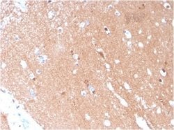 beta-III Tubulin Mouse anti-Human, Clone: TUBB3/3731, Novus Biologicals:Antibodies:Primary