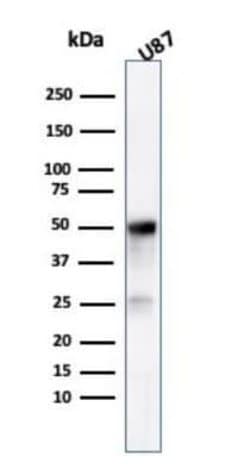 beta-III Tubulin Mouse anti-Human, Clone: TUBB3/3731, Novus Biologicals:Antibodies:Primary