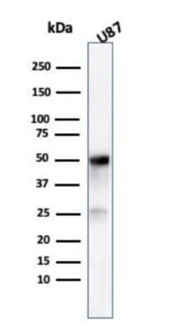beta-III Tubulin Antibody (TUBB3/3731) - Azide and BSA Free, Novus Biologicals 100 &mu;g | Buy Online | Novus Biologicals | Fisher Scientific
