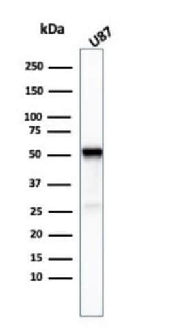 beta-III Tubulin Mouse anti-Human, Clone: TUBB3/3732, Novus Biologicals:Antibodies:Primary