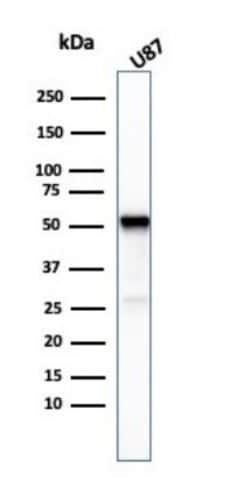 beta-III Tubulin Antibody (TUBB3/3732) - Azide and BSA Free, Novus Biologicals
