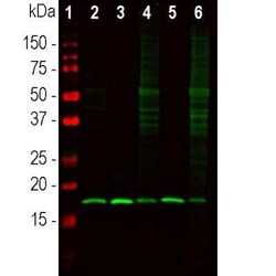 beta-Synuclein Antibody, Novus Biologicals 50 &mu;g; Unconjugated:Antibodies,