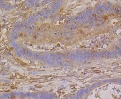 betaTubulin Rabbit anti-Human, Clone: SR25-04, Novus Biologicals 100&mu;L:Antibodies,