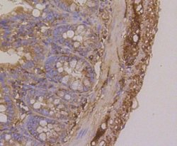 betaTubulin Rabbit anti-Human, Clone: SR25-04, Novus Biologicals 100&mu;L:Antibodies,