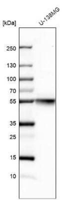 beta Tubulin Antibody, Novus Biologicals 100&mu;L; Unlabeled:Antibodies,