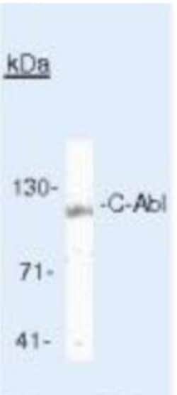 c-Abl Antibody (8E9), Novus Biologicals:Antibodies:Primary Antibodies