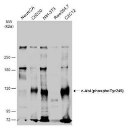 c-Abl, p Tyr245 Antibody, Novus Biologicals 100 &mu;g | Buy Online | Novus Biologicals | Fisher Scientific
