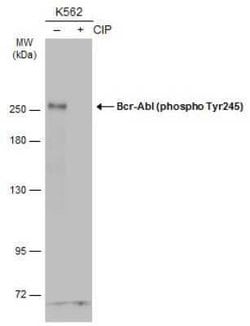 c-Abl, p Tyr245 Antibody, Novus Biologicals 100 &mu;g | Buy Online | Novus Biologicals | Fisher Scientific