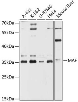 c-Maf Antibody - Azide and BSA Free, Novus Biologicals:Antibodies:Primary