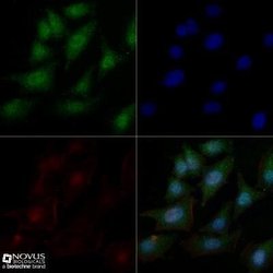 c-Myc Antibody (9E10) - Azide and BSA Free, Novus Biologicals 0.1 mL; Unconjugated:Antibodies,