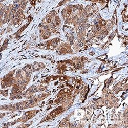 c-Myc Antibody (9E10) - Azide and BSA Free, Novus Biologicals 0.1 mL; Unconjugated:Antibodies,
