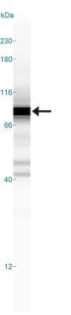 c-Myc Antibody (9E10) - Azide and BSA Free, Novus Biologicals 0.1 mL; Unconjugated:Antibodies,