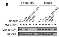 c-Myc Antibody (9E10) - Azide and BSA Free, Novus Biologicals 0.1 mL; Unconjugated:Antibodies,
