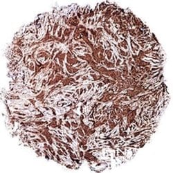 c-Myc Antibody (9E11) - Azide and BSA Free, Novus Biologicals 0.1 mL; Unconjugated:Antibodies,