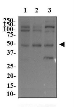 c-Myc Antibody (9E11) - Azide and BSA Free, Novus Biologicals 0.1 mL; Unconjugated:Antibodies,