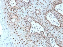 c-Myc Antibody (MYC275 + MYC909), Novus Biologicals 0.1mg; Unlabeled:Antibodies,