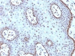 c-Myc Antibody (MYC909), Novus Biologicals:Antibodies:Primary Antibodies