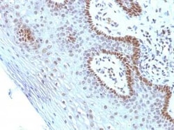 c-Myc Antibody (SPM237), Novus Biologicals:Antibodies:Primary Antibodies