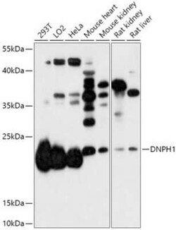 c-Myc-responsive protein Rcl Antibody - Azide and BSA Free, Novus Biologicals 0.02 mL | Buy Online | Novus Biologicals | Fisher Scientific