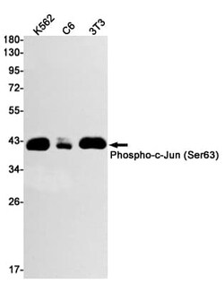 c-jun, p Ser63 Antibody (S07-3G7), Novus Biologicals:Antibodies:Primary